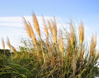 Royalty Free Photo of Pampas Grass Against a Blue Sky