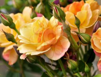 Royalty Free Photo of Pink and Yellow Roses