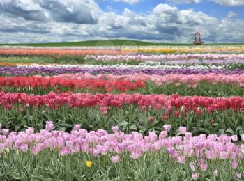 Royalty Free Photo of a Field of Tulips