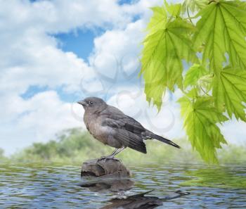 Royalty Free Photo of a Young Blackbird Sitting On A Stone