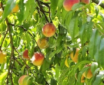 Peach tree with ripe fruits , close up