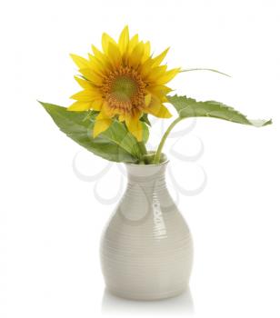 Sunflower In A Vase On White Background