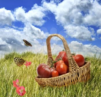 Fresh Tomatoes In A Basket On The Grass
