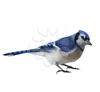 Blue Jay (Cyanocitta cristata) ,On White Background