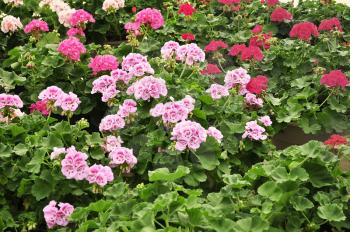 colorful geranium flowers in the garden