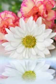 flowers with reflection on the water , close up