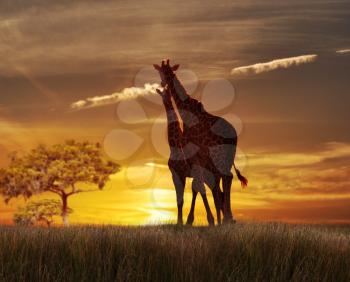 Two Giraffes Against The Sunset On A Hill
