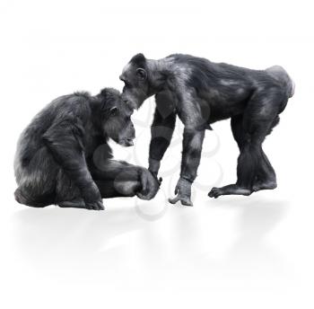 Two Chimpanzee On White Background