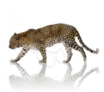A Male Leopard Against A White Background 