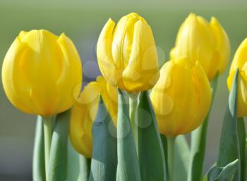 Bunch of yellow tulips close up shot