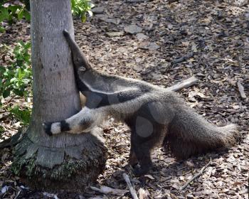 Closeup of Giant Anteater Hugging A Tree