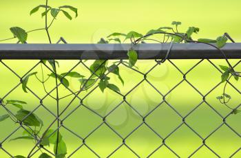 vine on a fence on green background