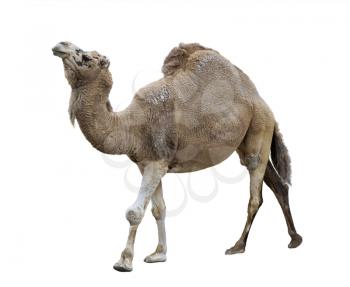 Single-Humped Camel On White Background