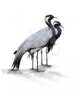 Two Demoiselle Crane Birds On White Background