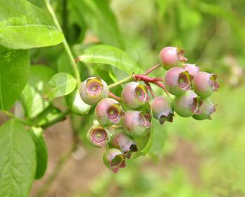 a blueberry bush in the garden