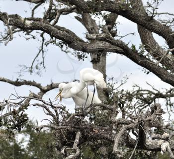 Great Egrets Building A Nest 