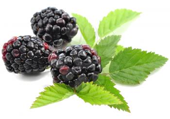 blackberries with green leaves on white background