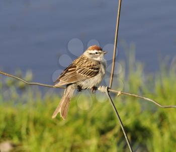 a sparrow sitting on a metal fence