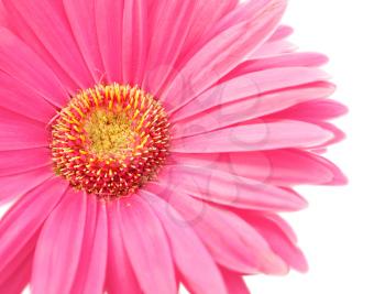 pink daisy on white background, close up