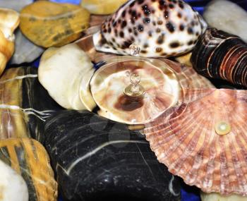 shells in water and water drop , close up