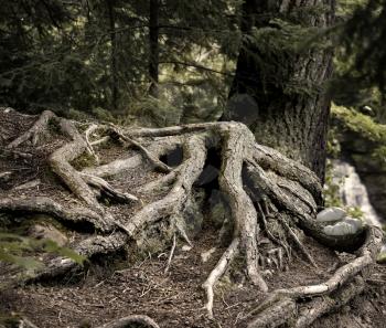 Old Pine Tree Roots In A Deep Forest
