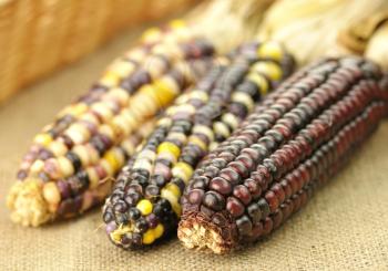 indian corn 