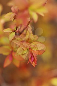 spirea bush young leaves in the spring time