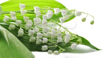 lily of the valley, close up
