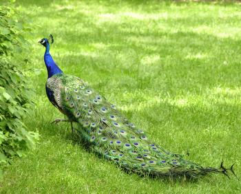 a peacock in the park