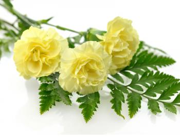 Yellow carnation flowers