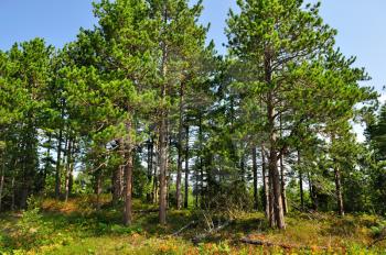 Summer pine forest 