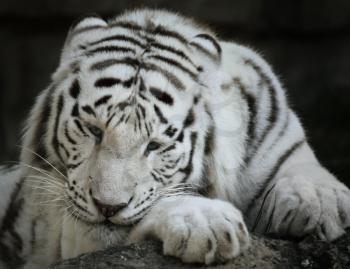 Portrait Of White Tiger,Close Up Shot
