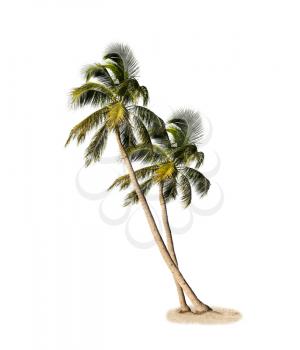 Palm Trees Isolated On White Background 