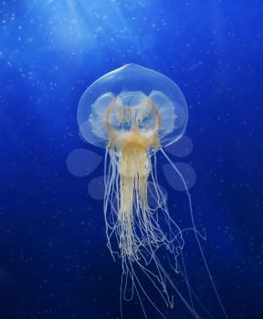 Swimming  Jellyfish On Blue Background
