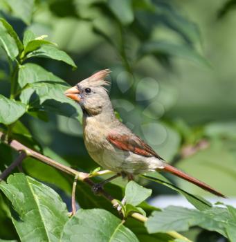 Female Northern Cardinal (Cardinalis) On A Branch