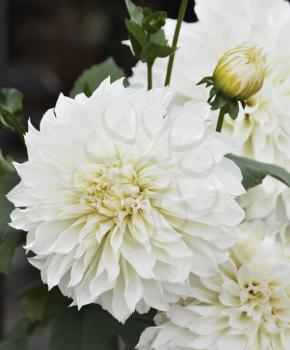 White Dahlia Flowers,Close Up Shot