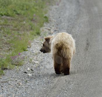 Brown Bear Walking On A Side Of A Road