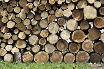 Background Of Cut Wood Logs Stacked In A Pile 