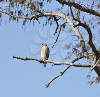 Red-Shouldered Hawk Perching On A Tree
