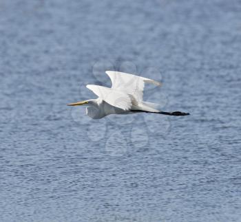 Great White Egret In Flight 