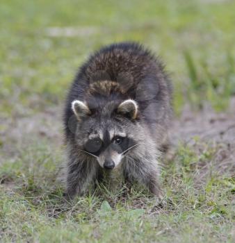 Young Raccoon In Florida Park