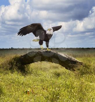 American Bald Eagle Perching On A Tree