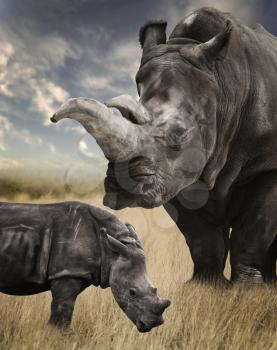 Mother And Baby White Rhino Grazing 