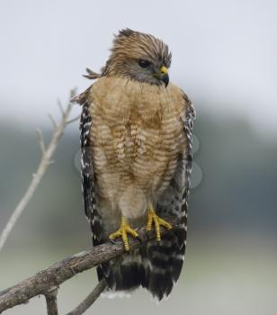 Red Shouldered Hawk  In Florida Circle B Bar Reserve