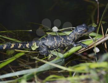 Young Alligator Basking In The Sunlight 