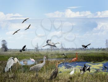 Florida Wetlands Collage With Birds And Animals