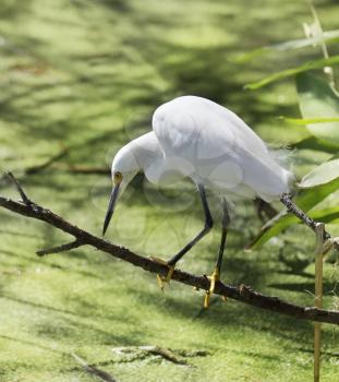 Snowy Egret Fishing In Circle B Bar Reserve,Florida