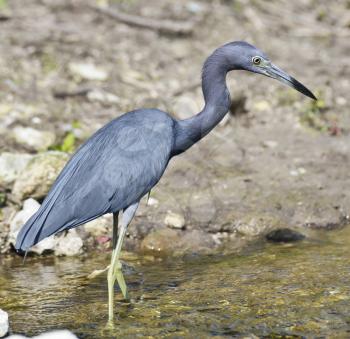 Little Blue Heron In Circle B Bar Reserve,Florida