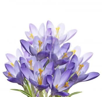 Spring Crocus Flowers Isolated On  White Background