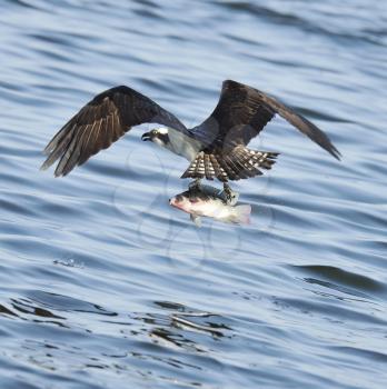 Osprey Catching Fish In Florida Lake